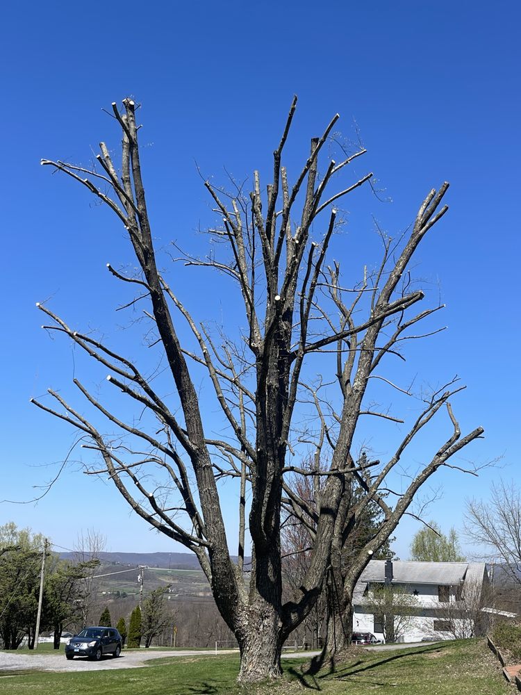 Tristate Tree Service