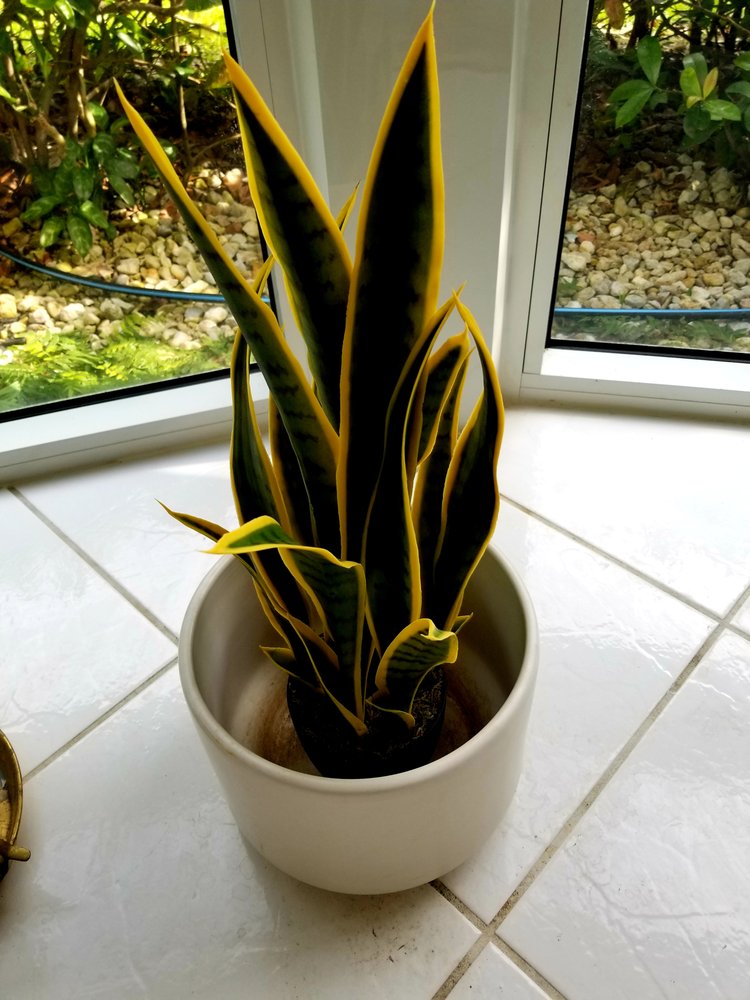 image of business The Plant Guy