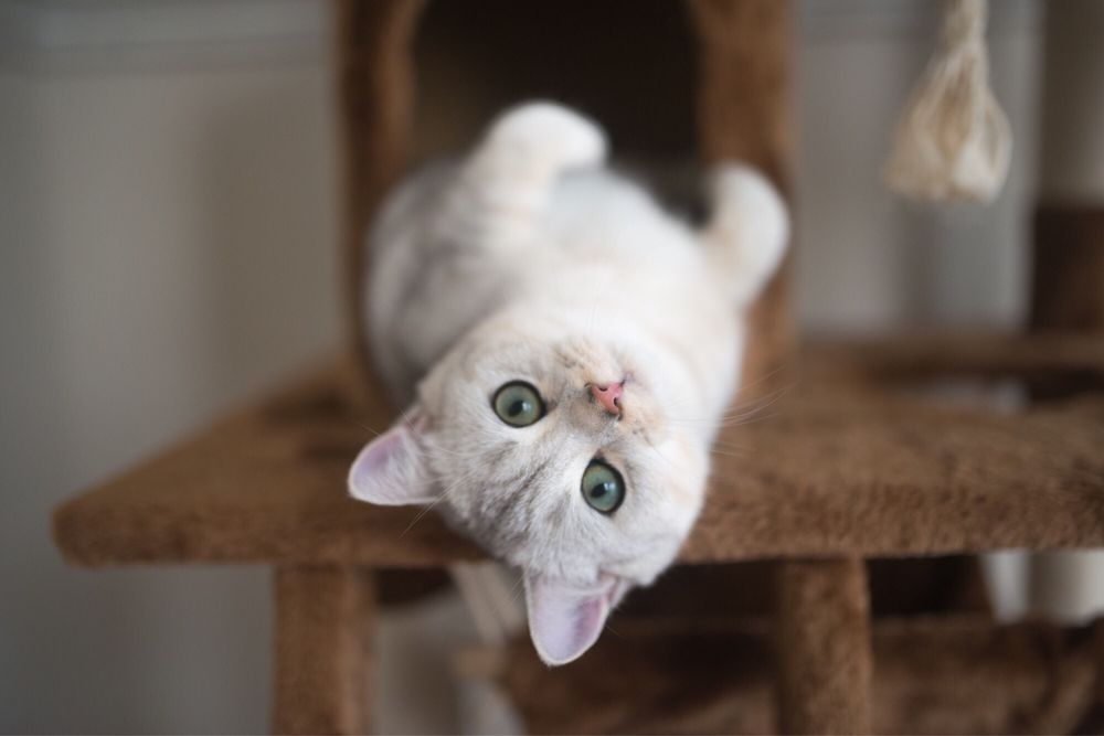 Catnificent Cattery