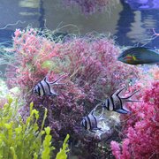 vivid aquariums 54 photos
