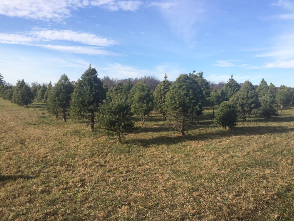 Country Loving Christmas Tree Farm