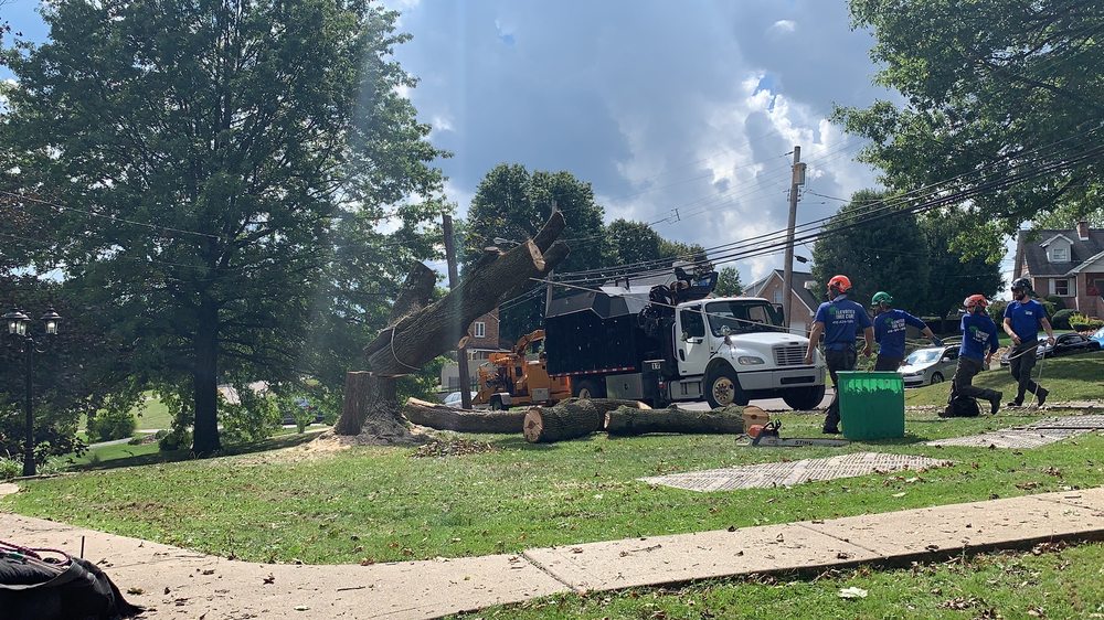 Elevated Tree Care