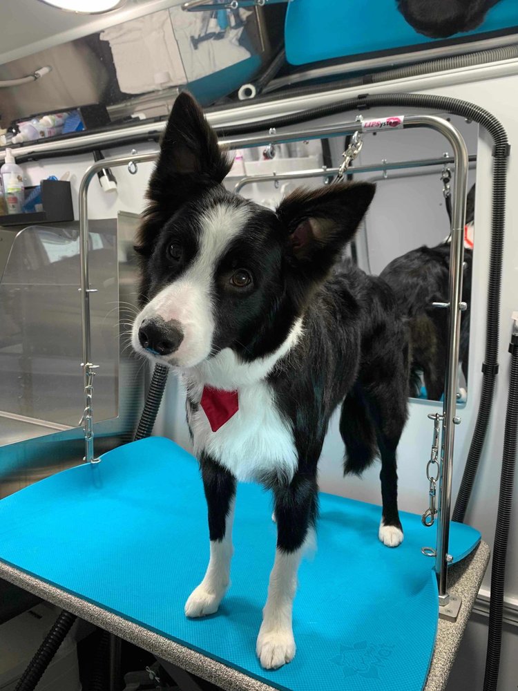 Furrytale Mobile Grooming