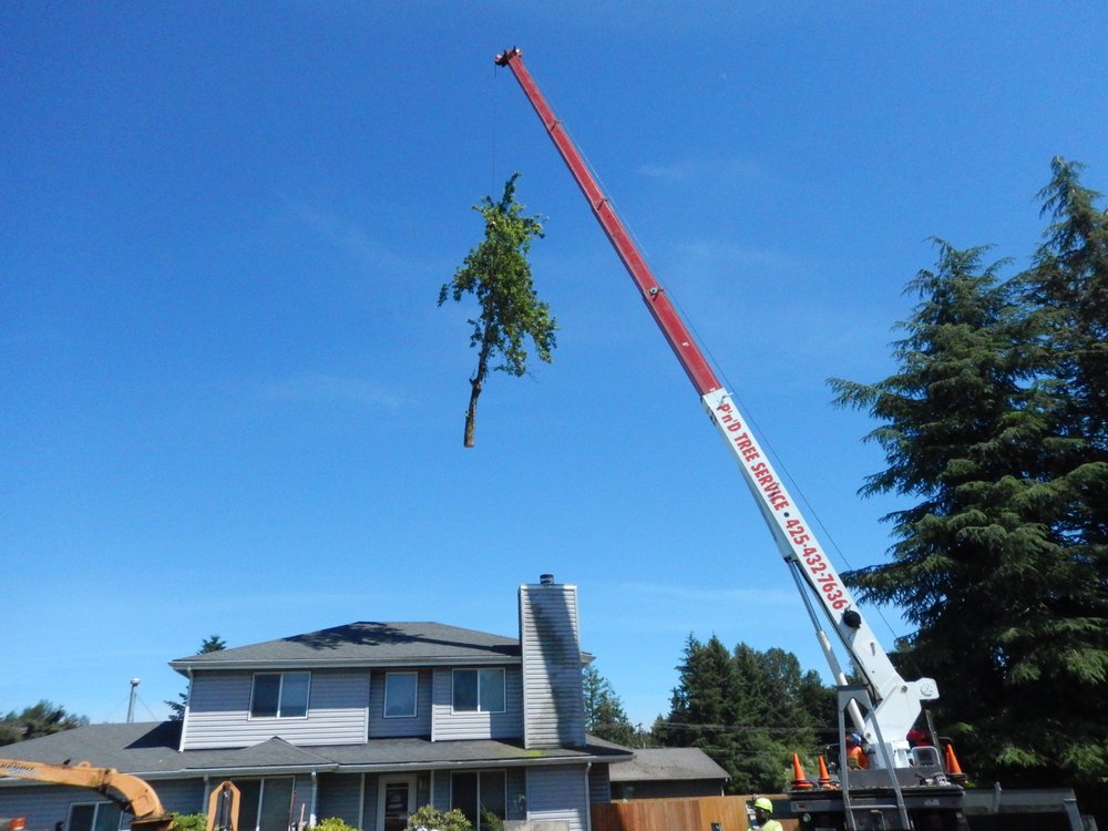 P And D Tree Service