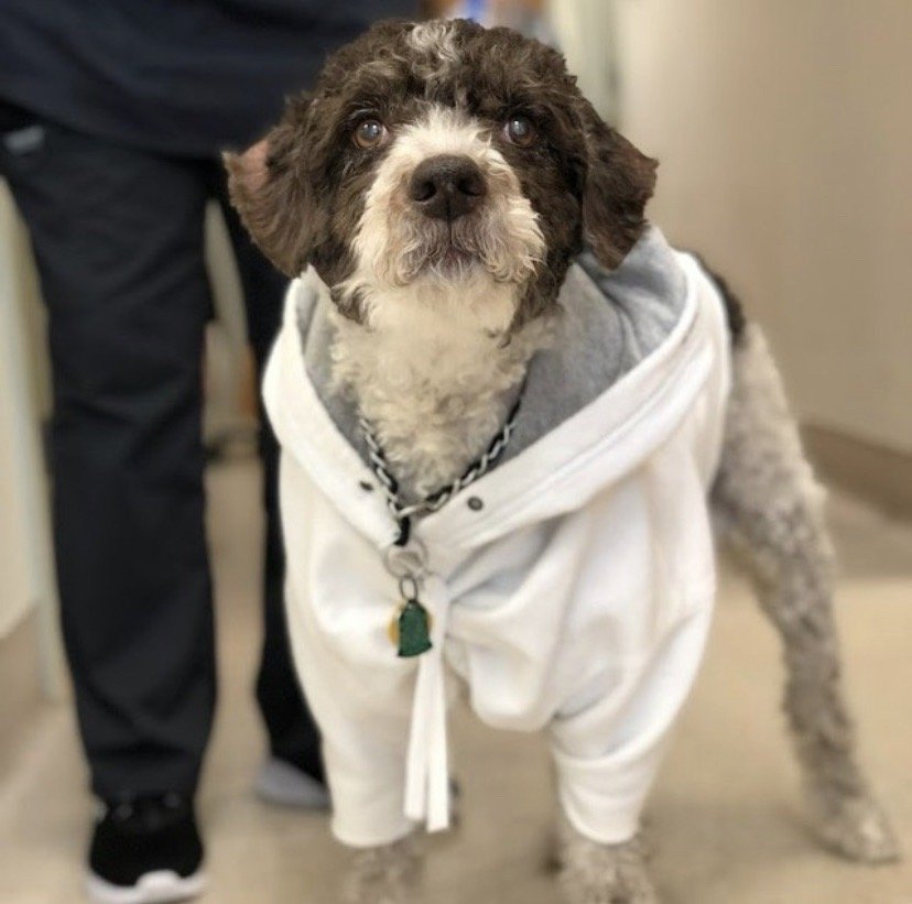 Shelton Veterinary Center