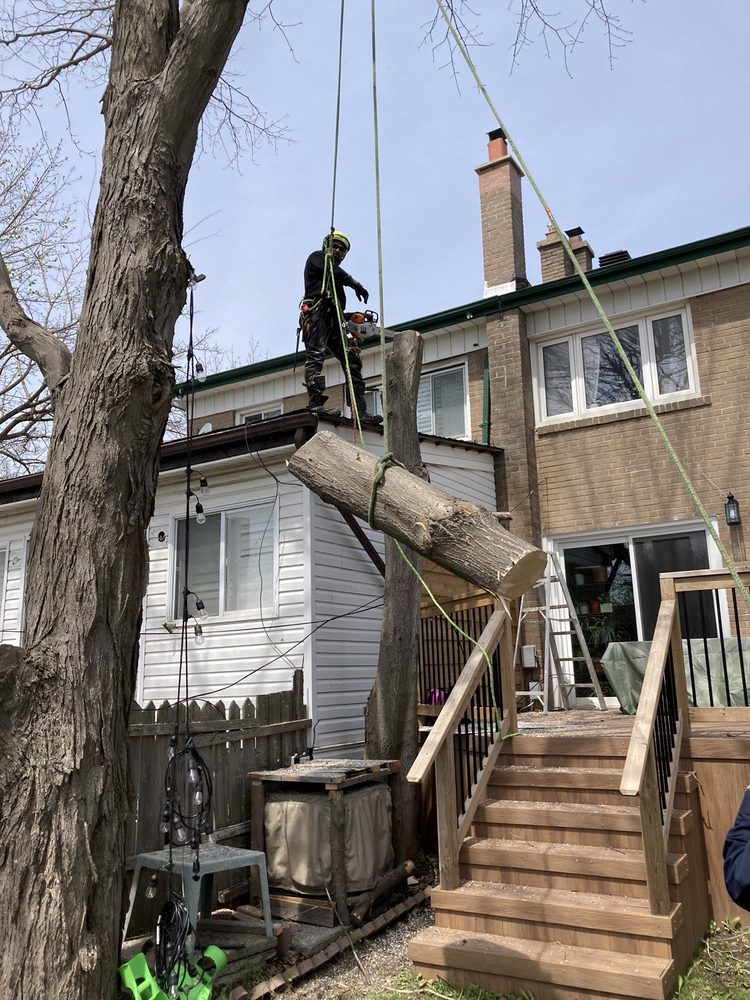 Black Bear Tree Care