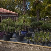 Ty Nursery 72 Photos 77 Reviews Nurseries Gardening Photo Of Ty Nursery Ga United States