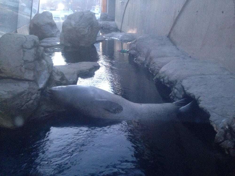 Harbor Seals Exhibit Aquariums New England Aquarium, Waterfront