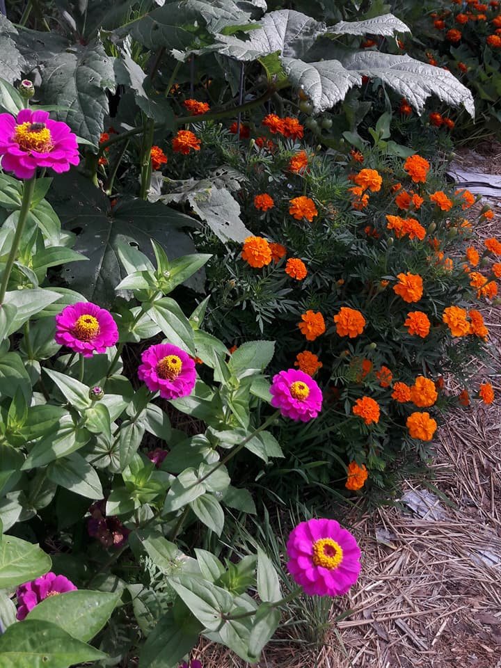 Texas Edible Landscapes