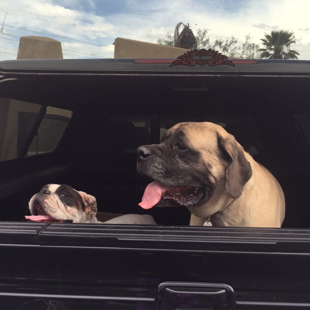 Sabino Canyon Pet Resort 31 Photos & 30 Reviews Tucson, AZ Phone