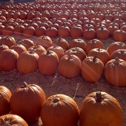 Pinery Pumpkin Patch Rancho Bernardo
