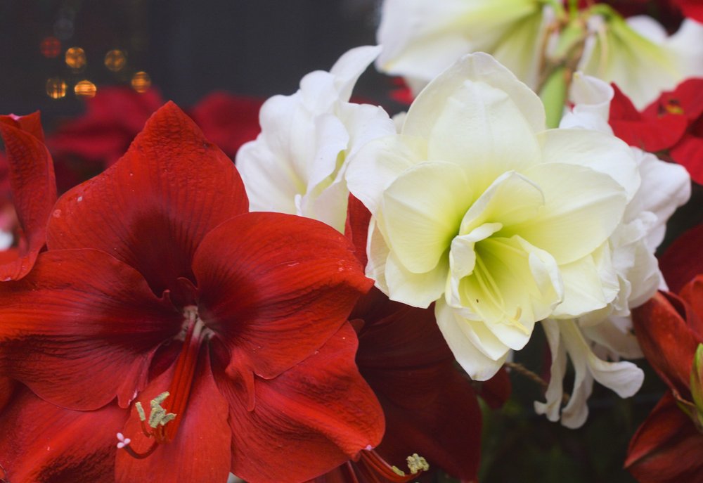 Amaryllis & Caladium Bulb Company 10 Photos Nurseries & Gardening
