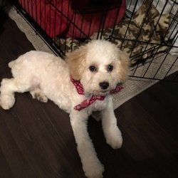 dog boarding san marcos tx dog boarding san marcos tx