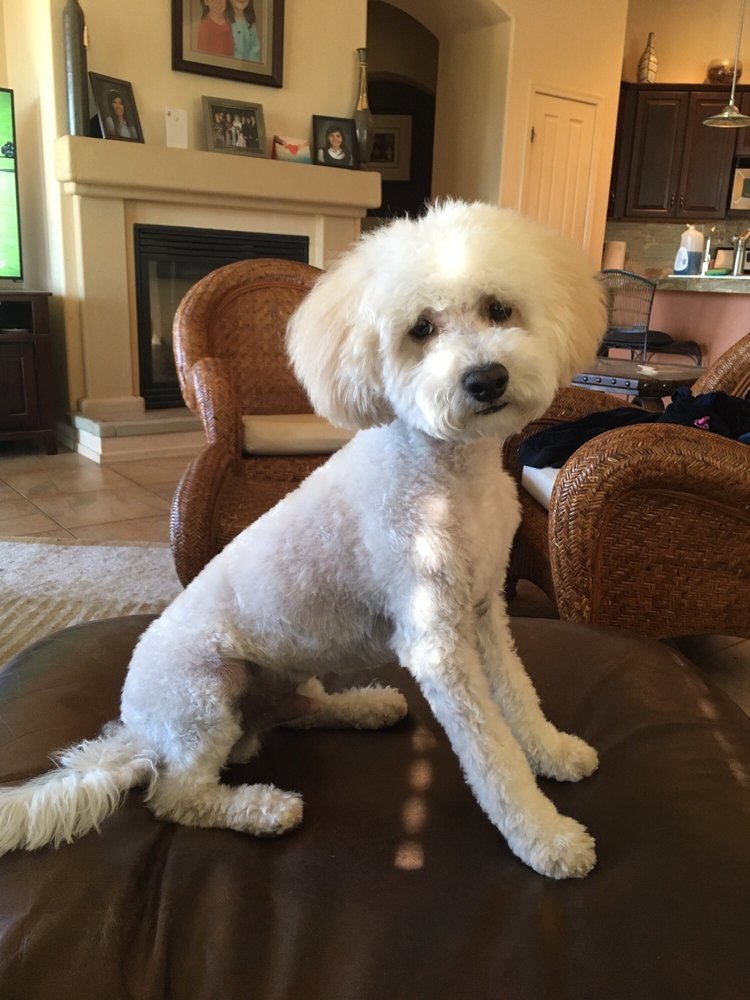 PetSmart 22 Reviews Pet Stores 3850 W River Road, Tucson, AZ