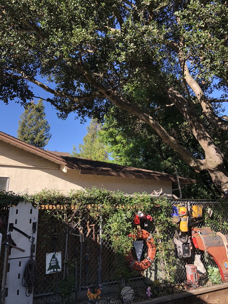Angeles Tree Service 2019 All You Need to Know BEFORE You Go (with