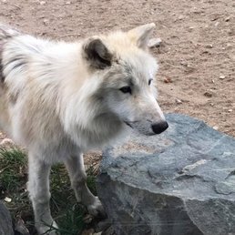 International Wolf Center - 27 Photos - Museums - 1396 Hwy ...