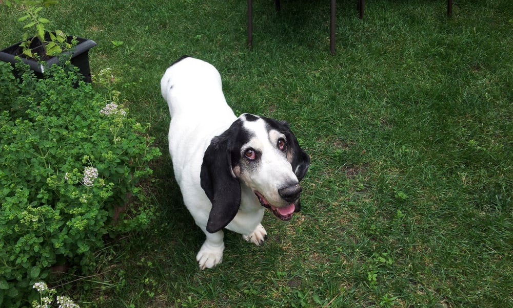 basset buddies rescue animal rescue shelters basset buddies rescue animal rescue shelters