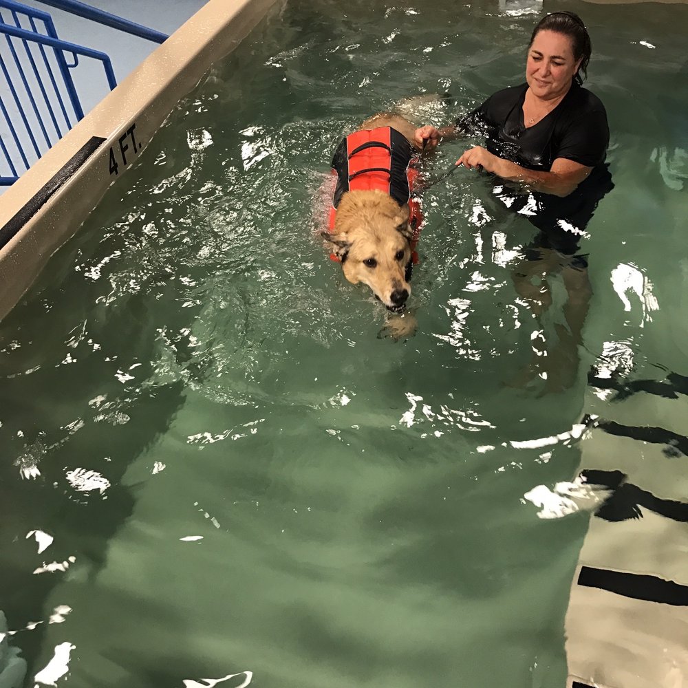 Aquatic Paws