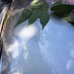 Family Tree Service Services 110 Dinsmore St New Photo Of Family Tree Service Staten Island Ny United States Damages To