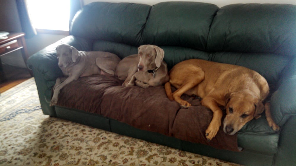 Veterinary Emergency & Surgery Hospital 21 Photos Veterinarians