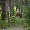 Headwaters Lodge & Cabins at Flagg Ranch gift card