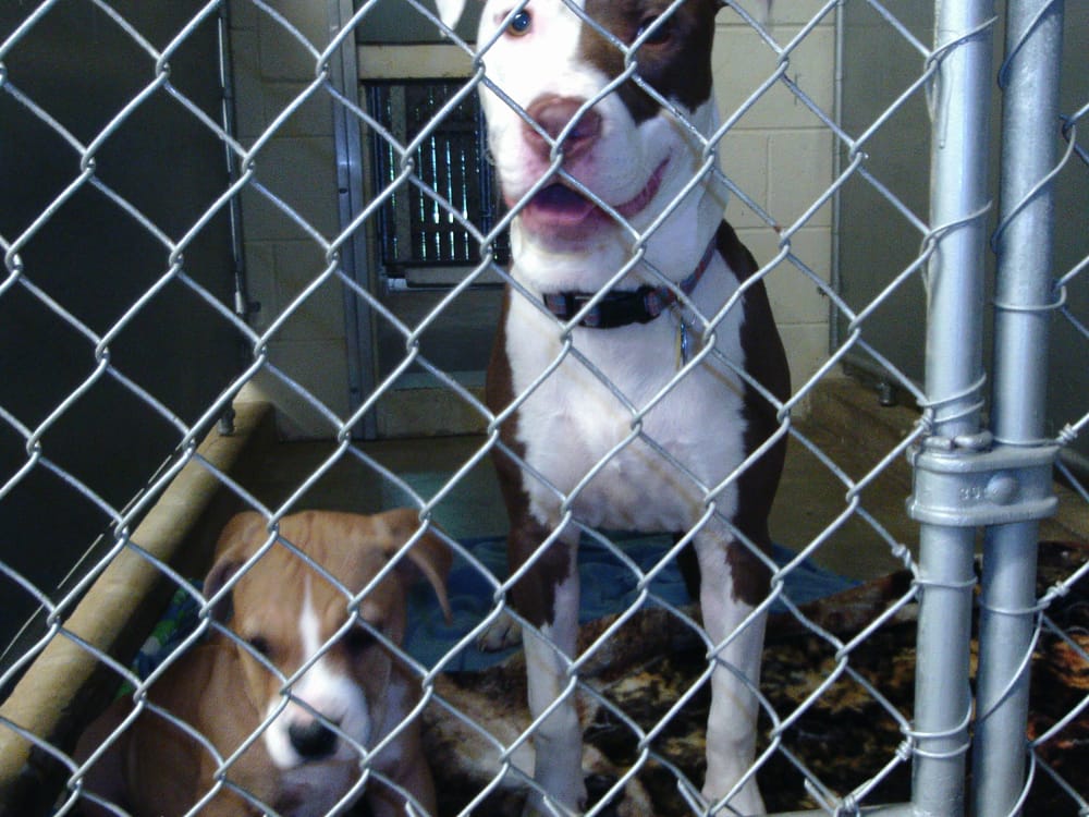 Kennels At Columbus 12 Photos Pet Sitting 3073 US Hwy 206