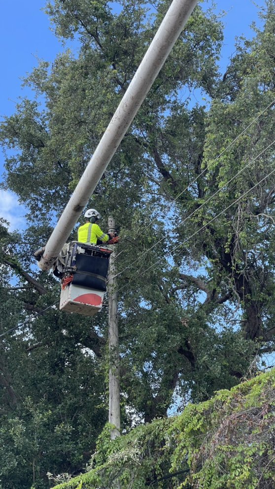 Bayamito & Sons Tree Trimming & Stump Removal