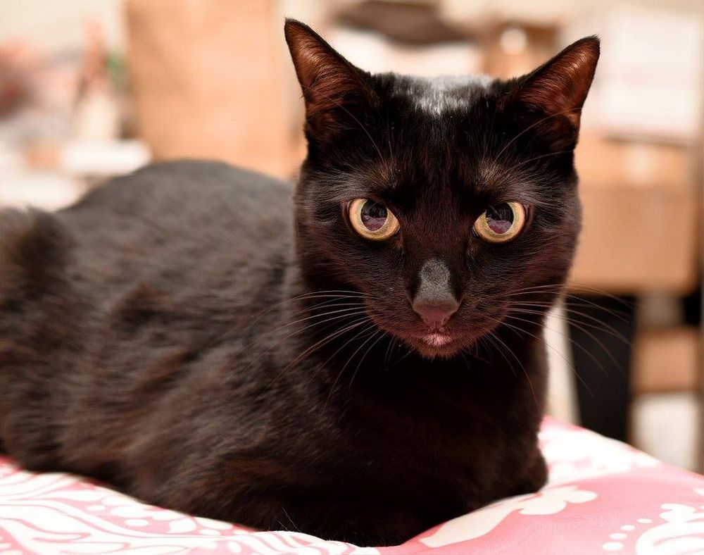 Cat Depot 51 Photos & 28 Reviews Animal Shelters 2542 17th St