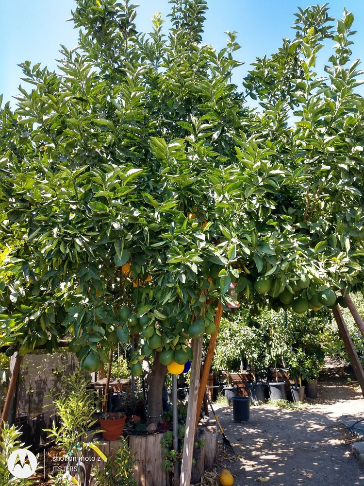 Paradise Nursery
