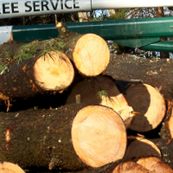 Johnson S Tree Service 15 Photos Services 1361 Rte 52 Photo Of Johnson S Tree Service Carmel Ny United States