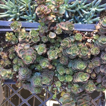 Green Thumb Nursery Canoga Park 168 Photos 117 Reviews Photo Of Green Thumb Nursery Canoga Park Ca United States