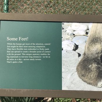 Can You Bring Dogs To Lincoln Park Zoo Can You Bring Dogs To Lincoln Park Zoo