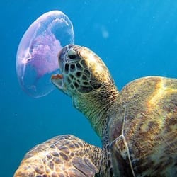Snorkel Panama City Beach Closed Tours 3824 Hatteras Ln Photo Of Snorkel Panama City Beach Fl United States Jellyfish