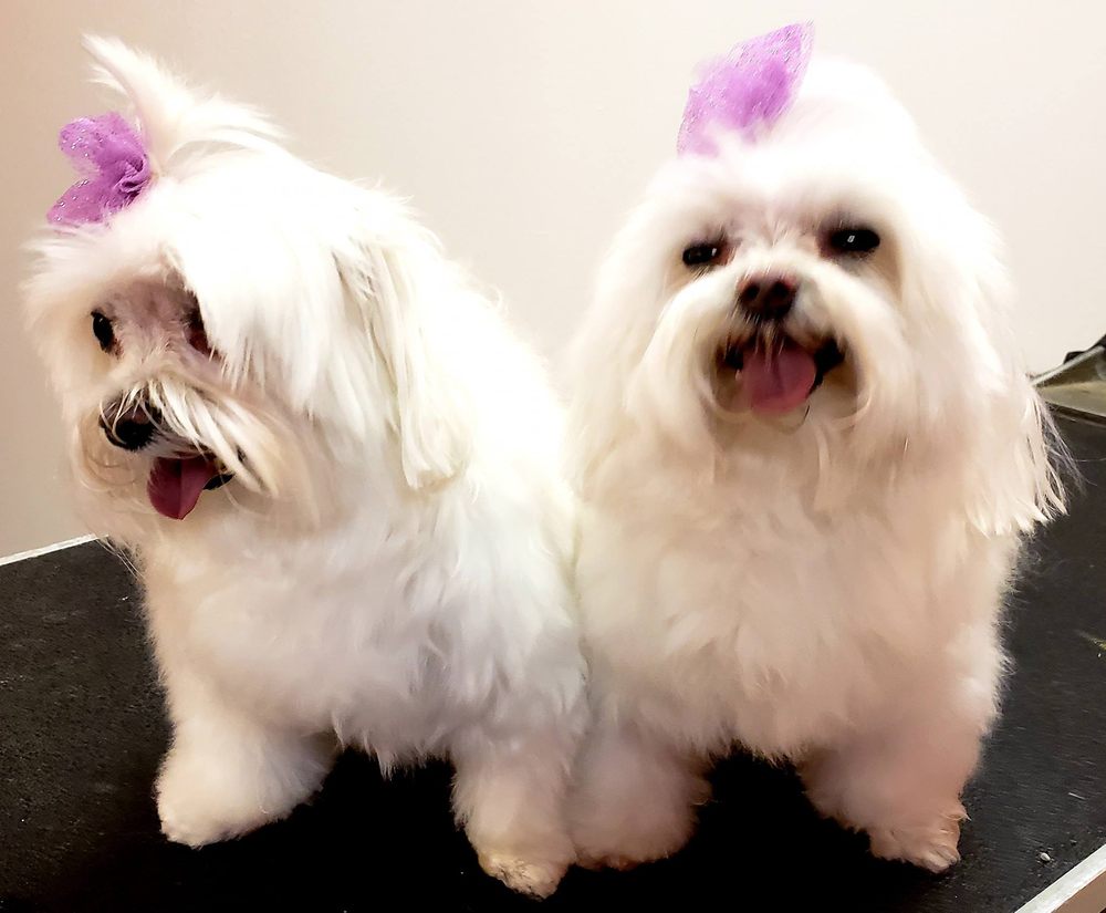 all 4 paws dog grooming