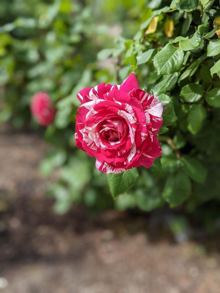 Rose Garden
