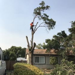Clovis Tree Care 47 Photos Services 2829 Fowler Clovis Tree Care 47 Photos Services 2829 Fowler