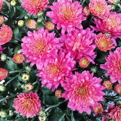 D Avenue Nursery Nurseries Gardening 1502 Ave Anacortes Wa Photo Of D Avenue Nursery Anacortes Wa United States Fall Blooms At