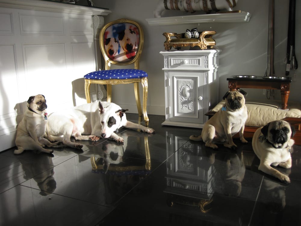 the pet shop boys pet groomers mount pleasant the pet shop boys pet groomers mount pleasant
