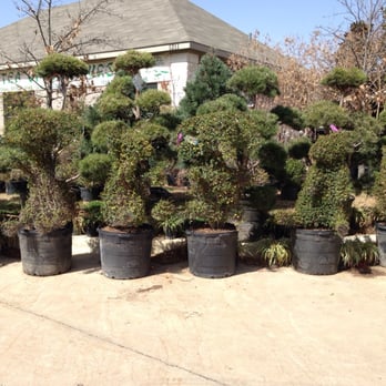 Tea Garden Nursery 24 Photos Nurseries Gardening 1211 E Photo Of Tea Garden Nursery Arlington Tx United States Can You See