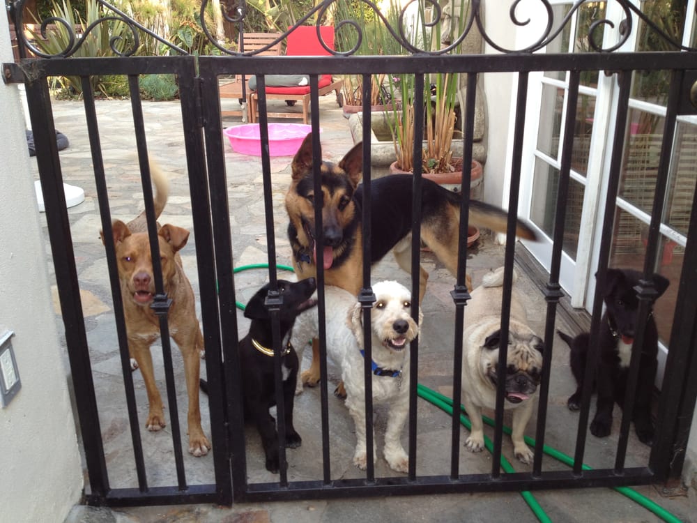 Doggie Tahiti 16 Photos Pet Boarding/Pet Sitting MidWilshire