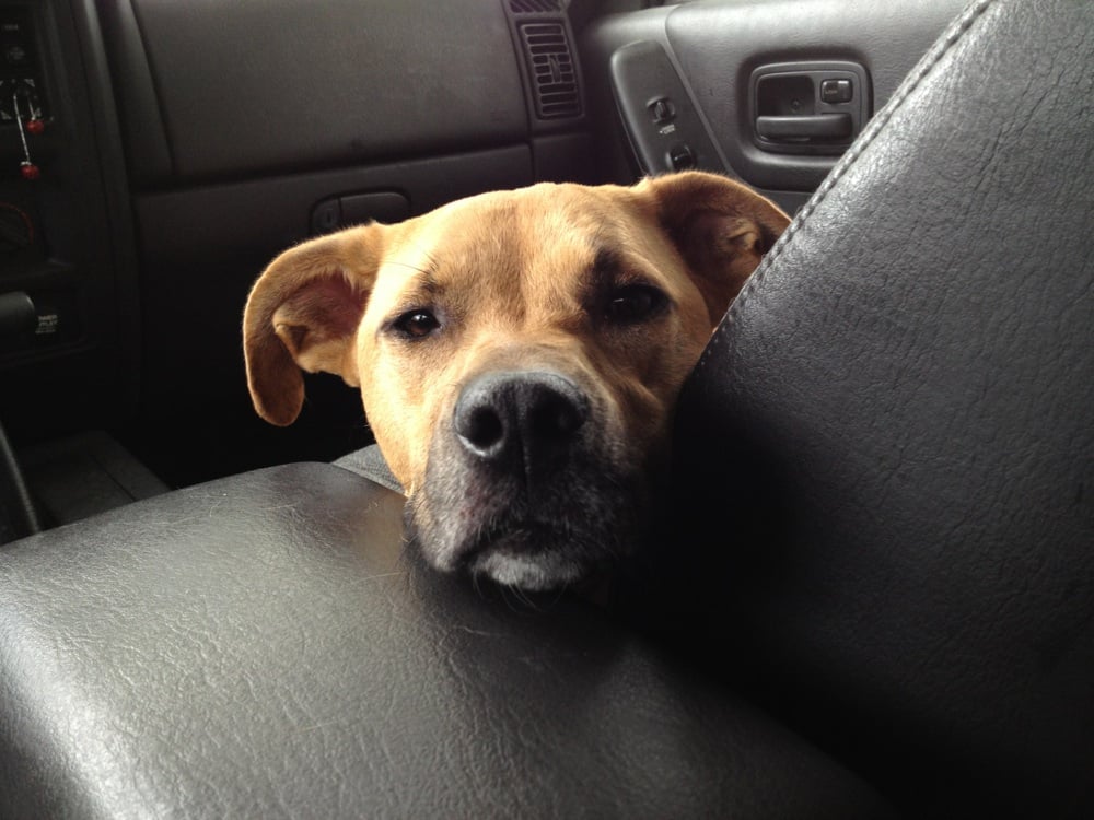 PAWS Atlanta 14 Photos & 23 Reviews Animal Shelters 5287