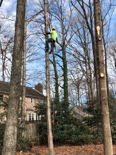 Mabes Tree Service