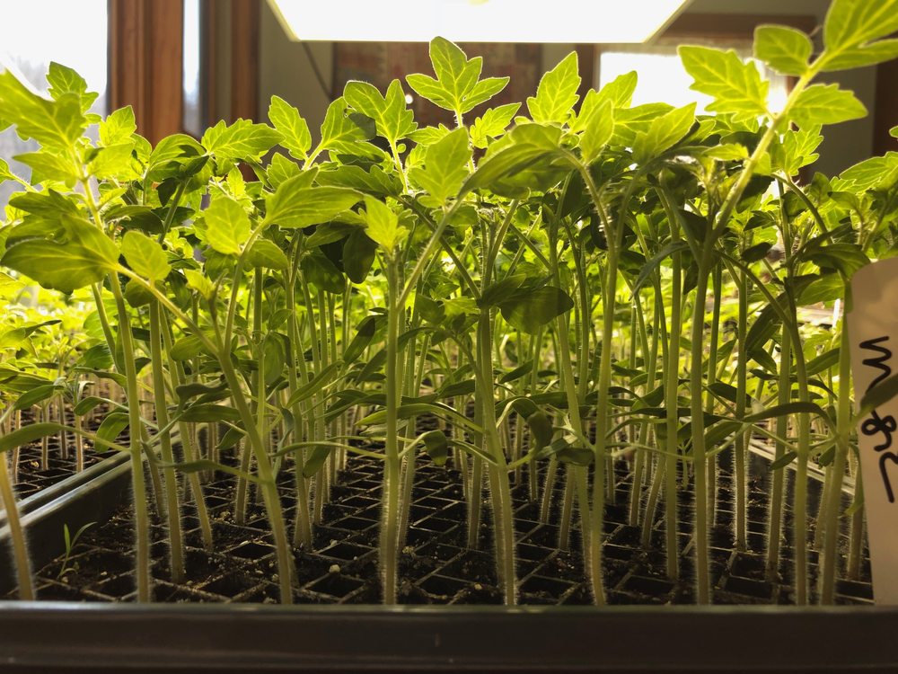 Leicester Grocery and Garden