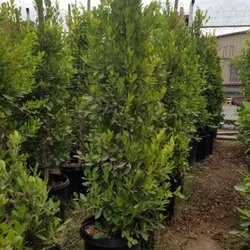 San Antonio Nursery Nurseries Gardening 11753 Wicks St Sun Photo Of San Antonio Nursery Sun Valley Ca United States 15 Gallon