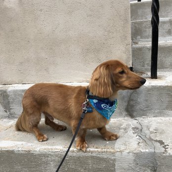 brookline dog grooming brookline dog grooming
