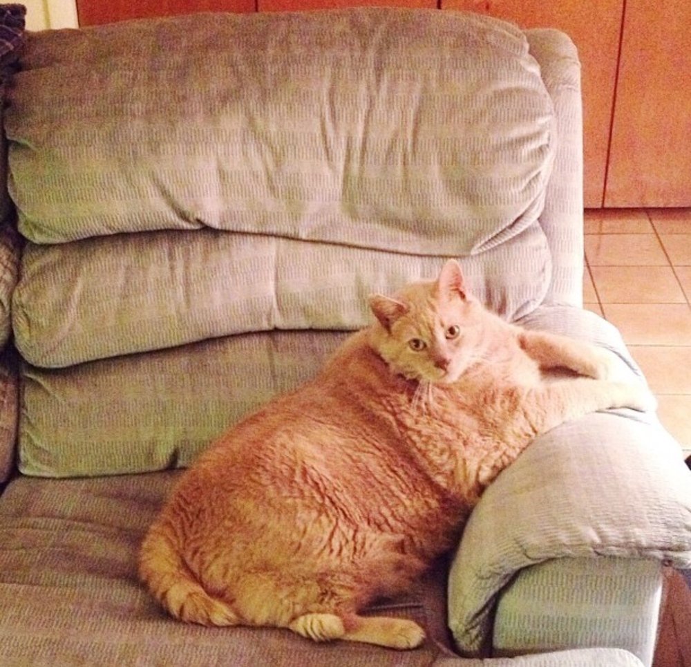 Kim’s Pet Grooming Pet Groomers 7171 S Five Mile Rd, Boise, ID