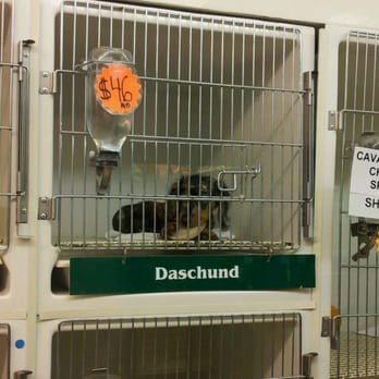 puppies to guppies closed pet stores 332 silas creek puppies to guppies closed pet stores 332 silas creek