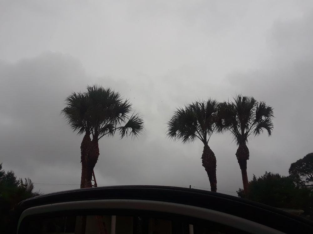 St Pete Tree Service