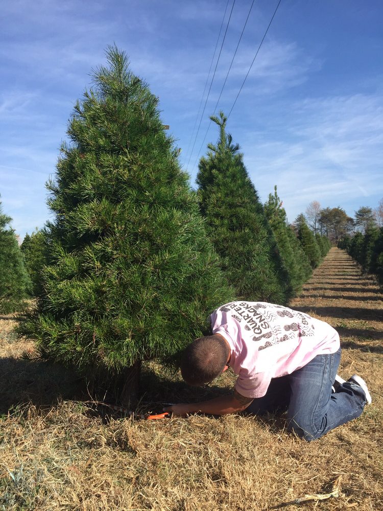 penland s l christmas tree farm 19 photos christmas penland s l christmas tree farm 19 photos christmas