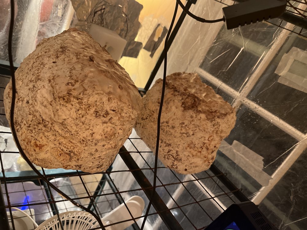 Memphis Mycelial